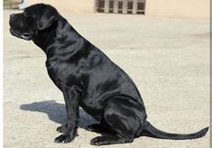 a large black dog sitting on top of a cement floor next to a building and looking off into the distance