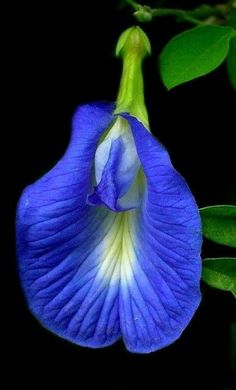 a blue flower with white tips and green leaves