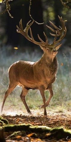 a deer is standing in the woods looking at something