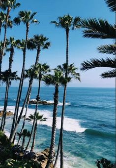 palm trees line the beach as waves roll in