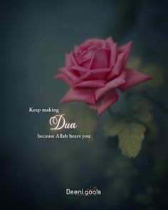 a pink rose with the words, keep making dua because aliah hears you