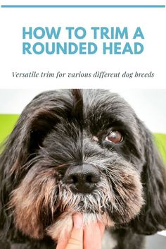 a dog is being held in front of the camera with text overlay that reads how to trim a rounded head