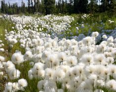 a field full of white flowers with trees in the background