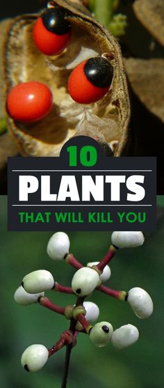 the top 10 plants that will kill you