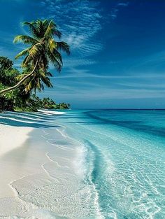 a beach with palm trees and blue water