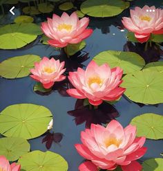 pink water lilies floating on top of green leaves