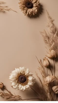 dried flowers and grasses on a beige background