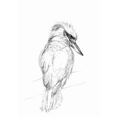 a black and white drawing of a bird