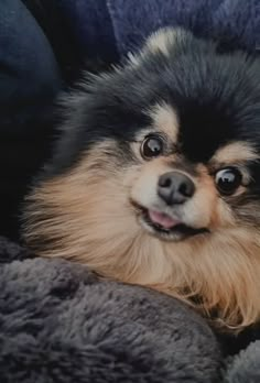 a small dog laying on top of a blanket