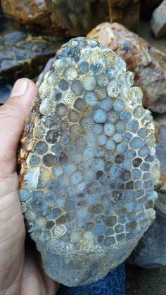 a person holding a rock in their hand near some rocks and water on the ground