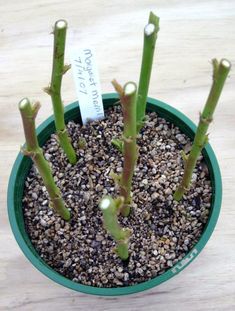 a small green potted plant with tiny plants in it