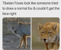 an image of two foxes looking like someone tried to draw a normal fox & couldn't get the face right