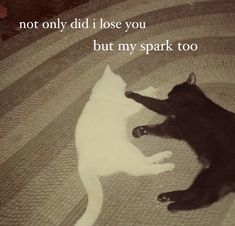 two cats playing with each other on the floor in front of a caption that reads, not only did i lose you but my spark too