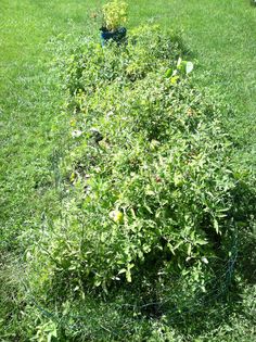 an apple tree in the middle of a grassy area with a blue bird sitting on top of it