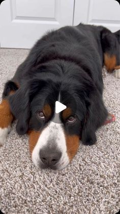 a black and brown dog laying on top of a carpet next to a white door