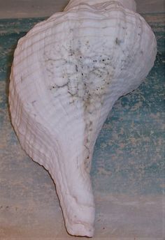 a large white shell sitting on top of a table