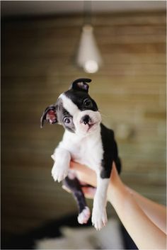 a small black and white dog sitting on top of a person's hand