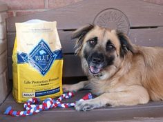 a large brown dog laying on top of a bench next to a bag of food