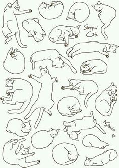 an image of cats laying down and sleeping