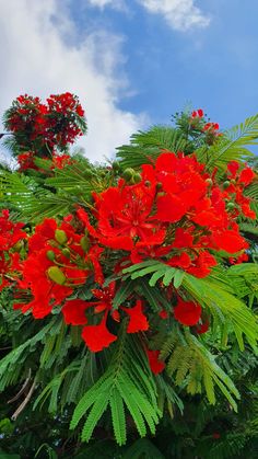 red flowers and green leaves against a blue sky