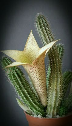 a close up of a plant in a pot