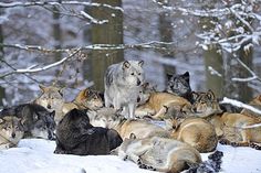 a group of wolfs sitting in the snow