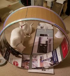 two white cats sitting on the floor next to a table with magazines and magazines in it