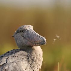 a large bird standing on top of a grass covered field next to a small insect