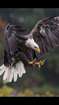 an eagle is flying with its wings spread out and taloning it's claws