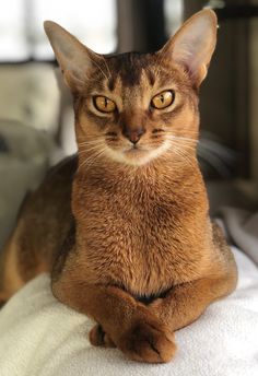 a brown cat sitting on top of a white pillow next to a window and looking at the camera