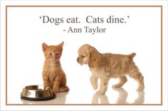 two cats and a dog are standing next to each other with the caption dogs eat cats dine