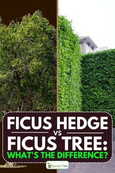 a tree with the words ficus hedge versus ficus tree what's the differences?