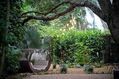 a garden with lots of trees and plants on the ground, including a hammock