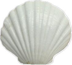 an image of a white seashell on a white background