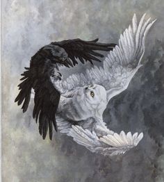 two black and white birds flying in the air with their wings spread out to touch each other