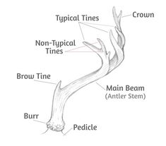 the structure of an animal's long neck and lower limbs, labeled in red