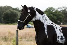 a black and white spotted horse standing in a field