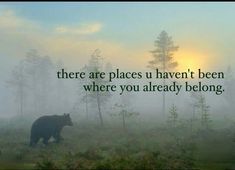 there are places you haven't been where you already belong - bear in fog