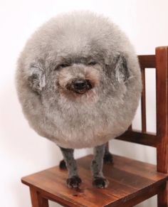 a dog sitting on top of a wooden chair with its head turned to the side