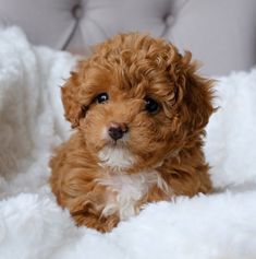 a small brown and white dog sitting on top of a bed