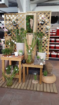 several potted plants are on display in a store