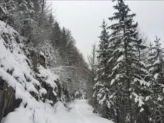 a snow covered road surrounded by pine trees