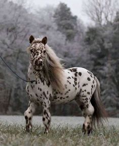 a white and black spotted horse standing on top of a grass covered field with trees in the background