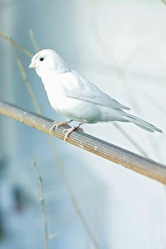 a small white bird perched on top of a wooden stick in front of some dry grass