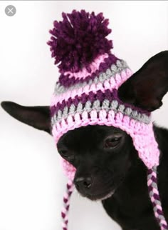 a small black dog wearing a pink and gray knitted hat