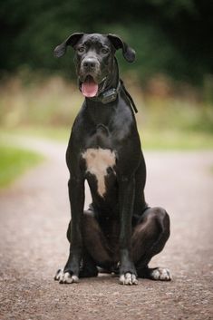 a black and white dog sitting on the side of a road with its tongue hanging out