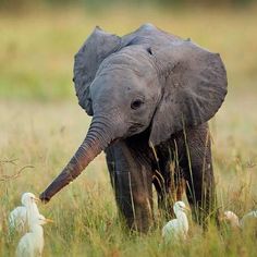 an elephant is standing in the tall grass with two small birds around him and one large elephant has its trunk on it's head