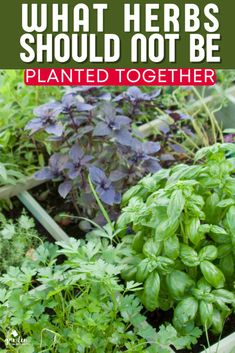 what herbs should not be planted together in the garden and how to use them for gardening