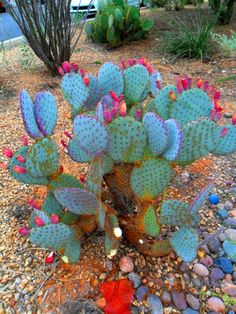 a cactus with pink and green flowers on it's head in the dirt next to some rocks