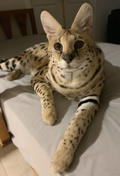 a close up of a cat laying on a bed